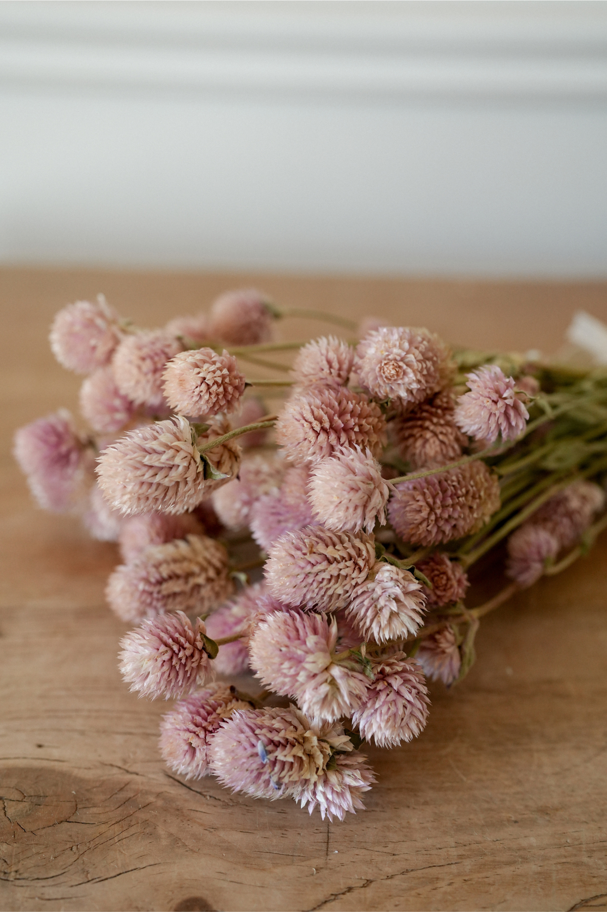 Blush Pink Globe Amaranth Dried Bunch
